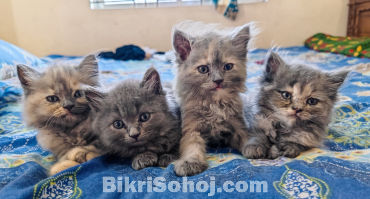 Persian Kitten (Doll Face)